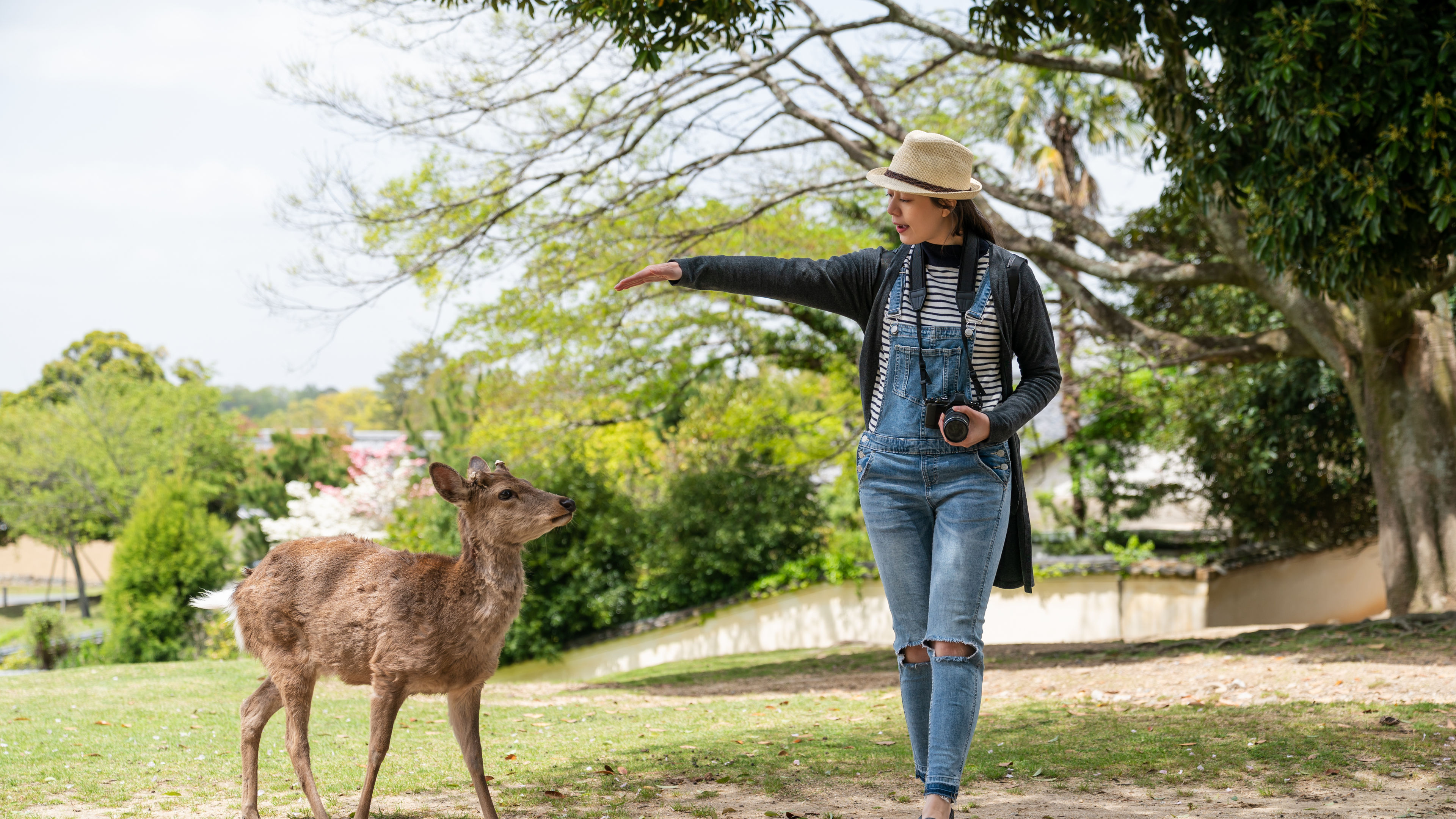 Woman extending hand to greet deer 