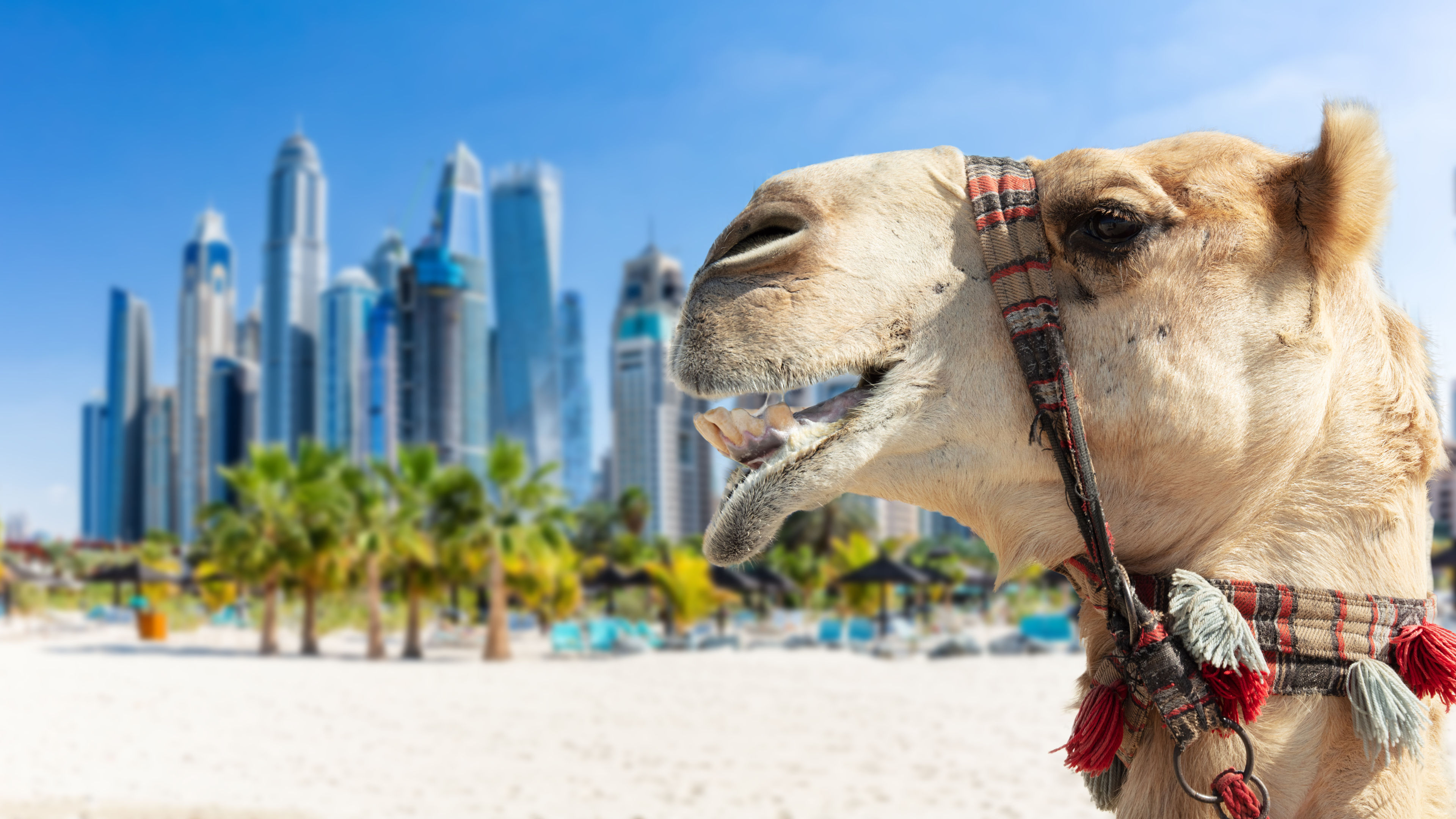 A camel with some tall buildings in backround 