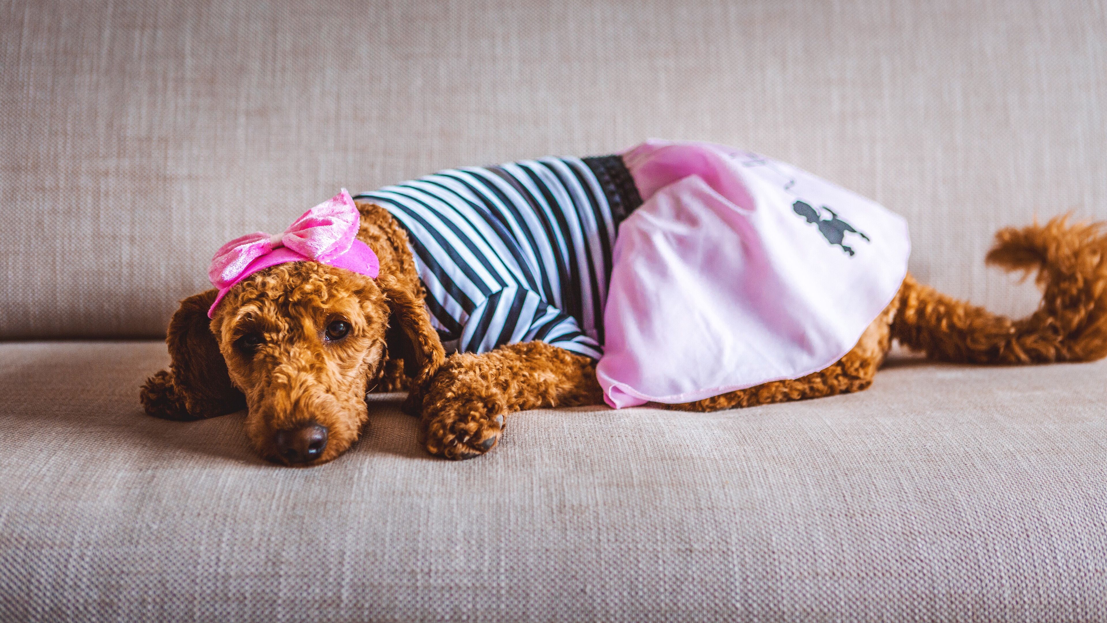 A Goldendoodle dog lounges on a couch 