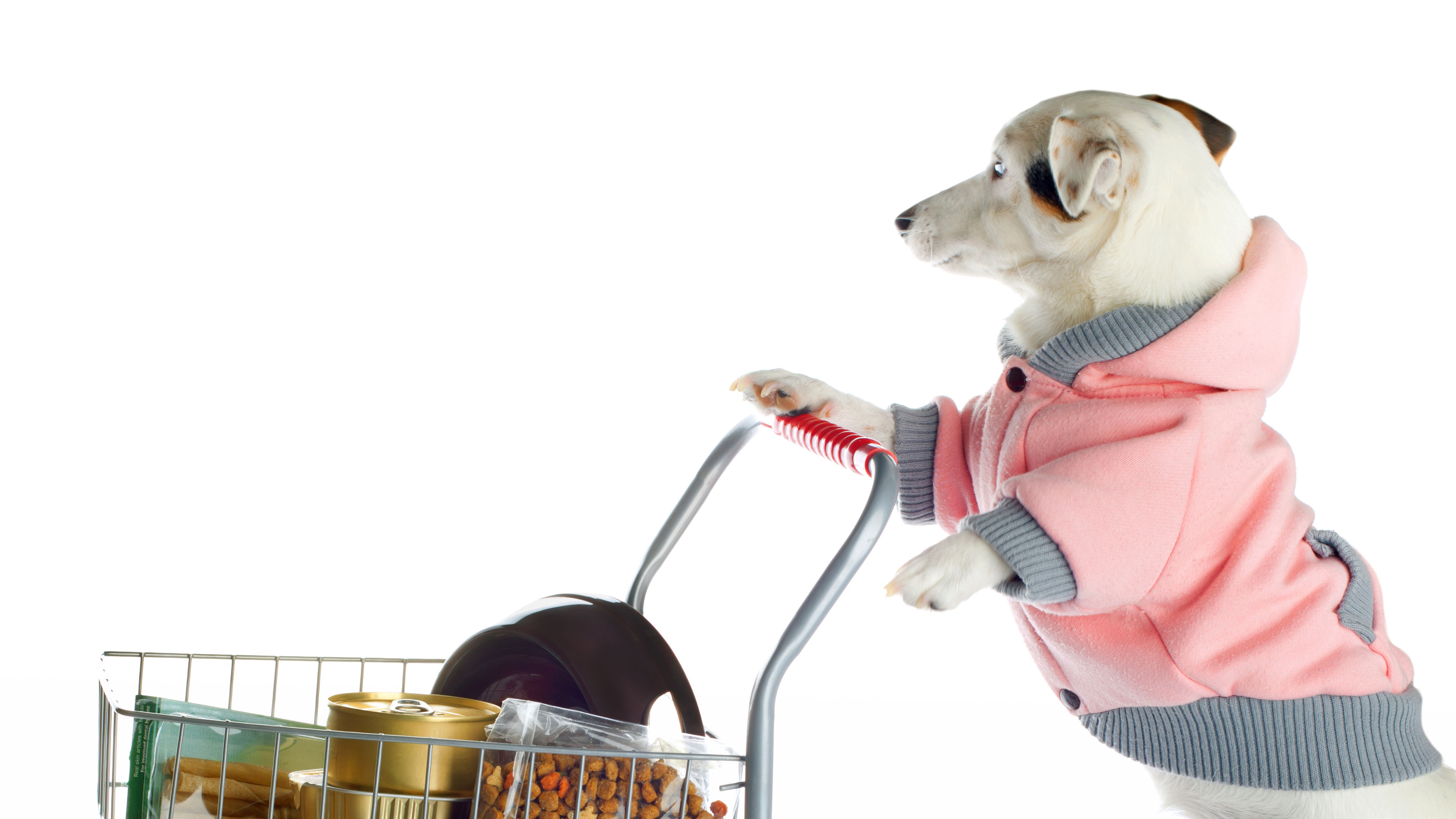 A small white dog dressed in a pink hoodie amusingly stands upright, pushing a shopping cart filled with pet food and supplies 