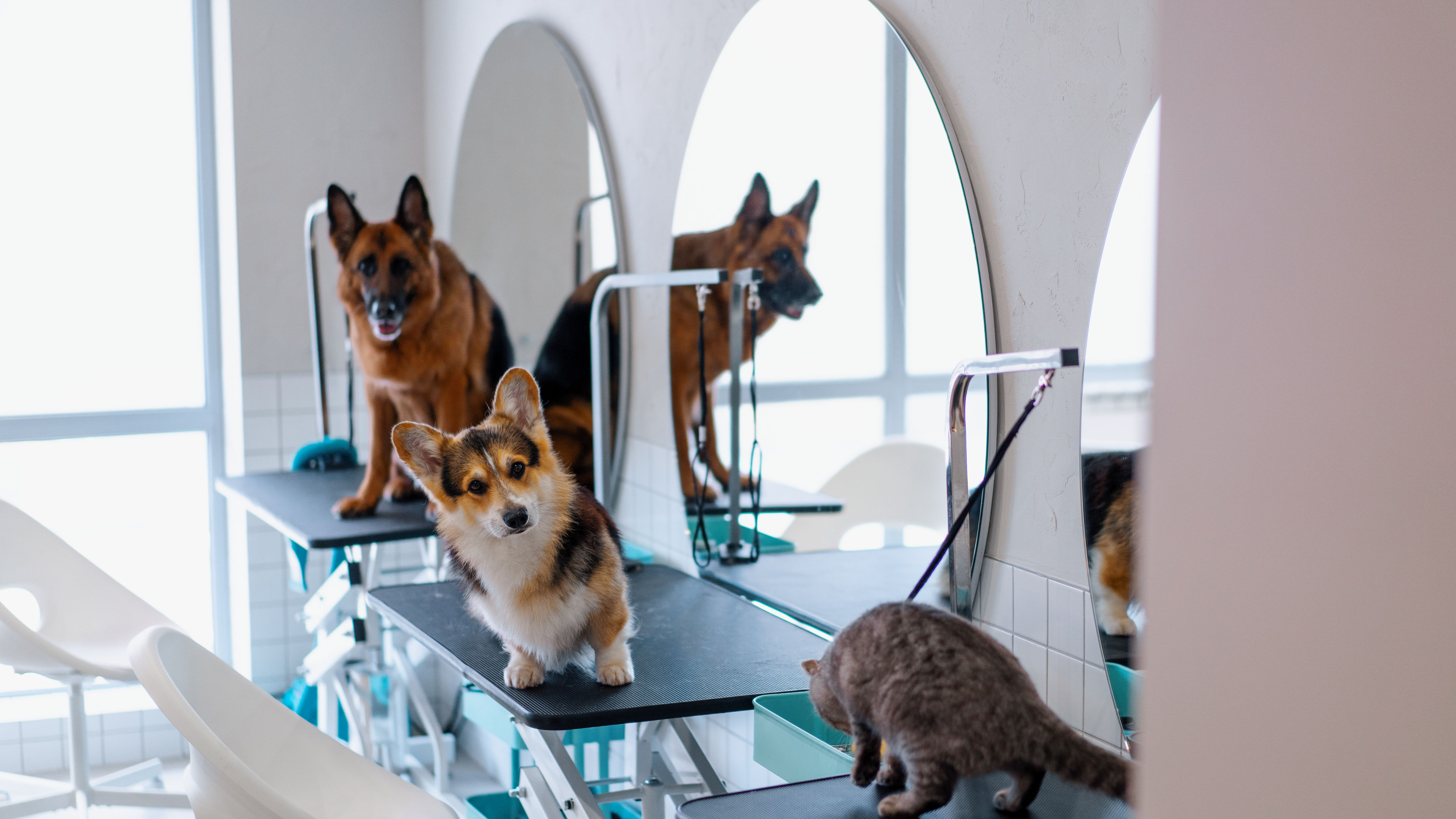 Several dogs, including a curious Corgi and a relaxed German Shepherd, stand on grooming tables in a bright salon, with a cat exploring nearby 