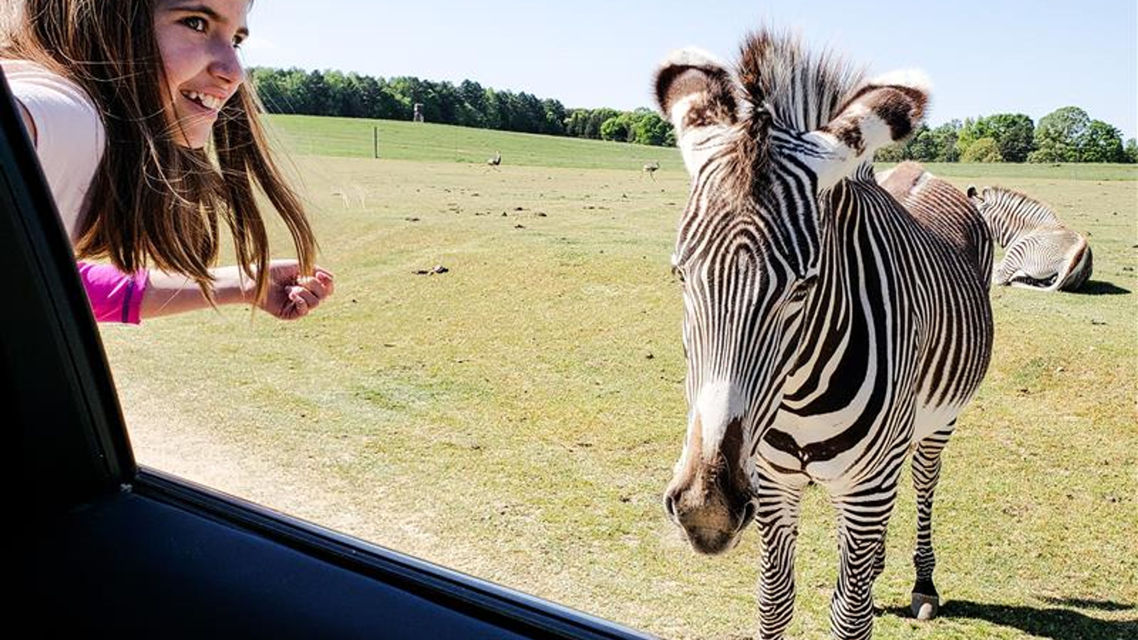 Little girl leans outside a car window to pet a zebra at a drive through game ranch. 